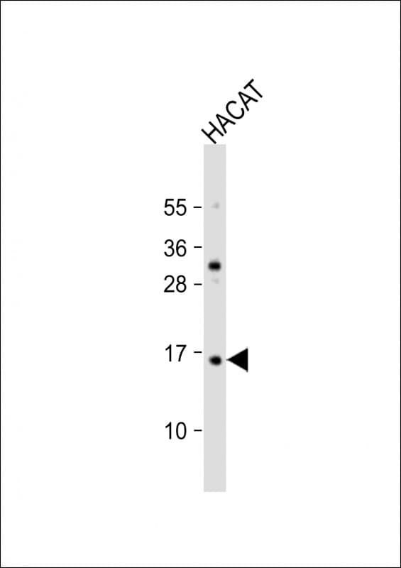 TCTA Antibody (aa23-55)