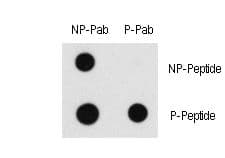 RAF1 / RAF Antibody (phospho-Ser43)