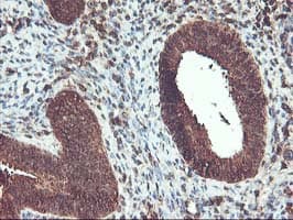 UBOX5 Antibody (clone OTI1C5)