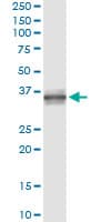 BAFF / TNFSF13B Antibody (clone 2C11)