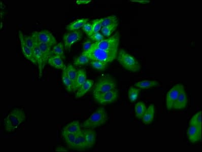 Polyclonal Rabbit anti-Human PANX2 / Pannexin 2 Antibody (IHC, IF, WB)