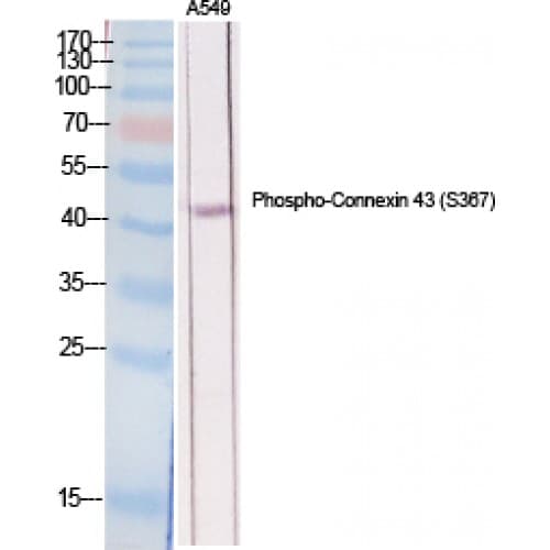GJA1 / CX43 / Connexin 43 Antibody (300-380 aa)