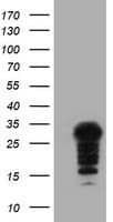SSX5 Antibody (clone OTI3G6)