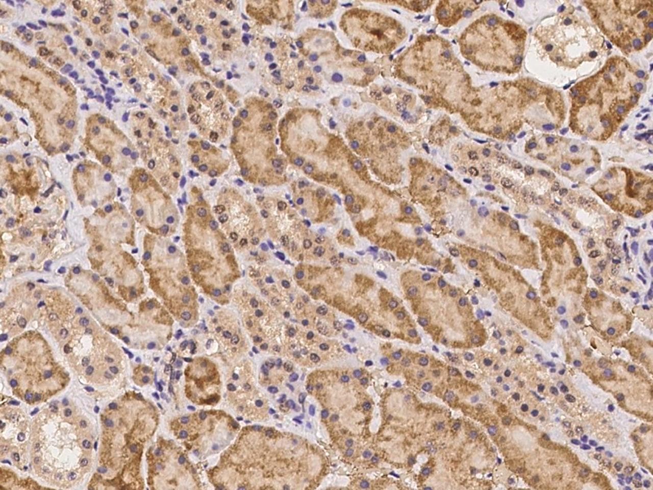 EGR4 / EGR-4 Antibody