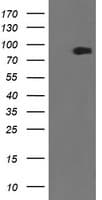 ZBED1 / TRAMP Antibody (clone OTI2A7)