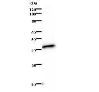 Monoclonal Mouse anti-Human SECISBP2 / SBP2 Antibody (clone 2957C2a, WB)