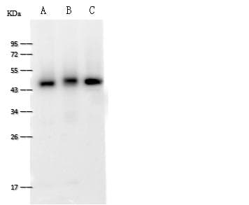 FAM98B Antibody (Preservative Free)