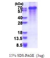 Human SYT3 / Synaptotagmin 3 Protein (Recombinant His)