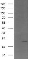 ANAPC11 / APC11 Antibody (clone OTI3C4)