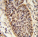 XPA Antibody (aa221-250)