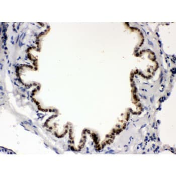 BMP5 Antibody (aa332-365)