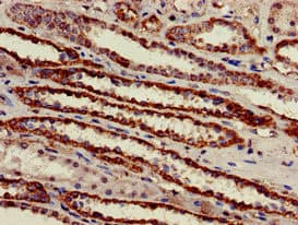 ATP5B / ATP Synthase Beta Antibody