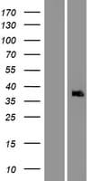 APAF1 / APAF-1 Protein (Over-Expression Lysate Myc-DDK (Flag))