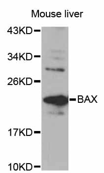 Polyclonal Rabbit anti-Human BAX Antibody (IHC, IF, WB)
