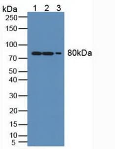 MX1 / MX Antibody (aa80-342)