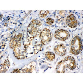 FLOT2 / Flotillin 2 Antibody (aa169-344)