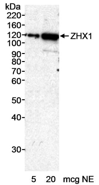 ZHX1 Antibody (aa1-50)