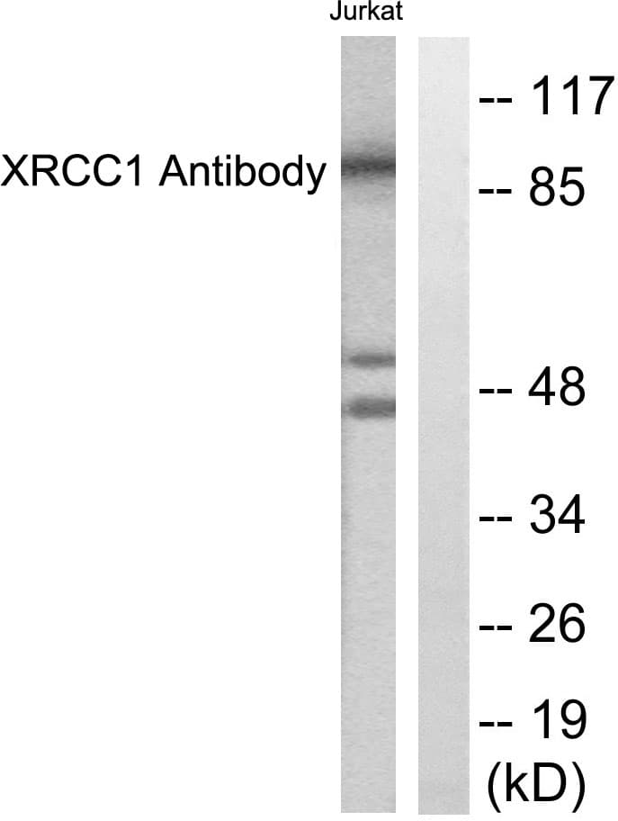 XRCC1 Antibody (aa517-566)