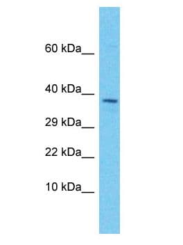 EGFLAM Antibody (aa228-277)