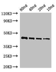 Polyclonal Rabbit anti-Arabidopsis thaliana OSM34 Antibody (WB)