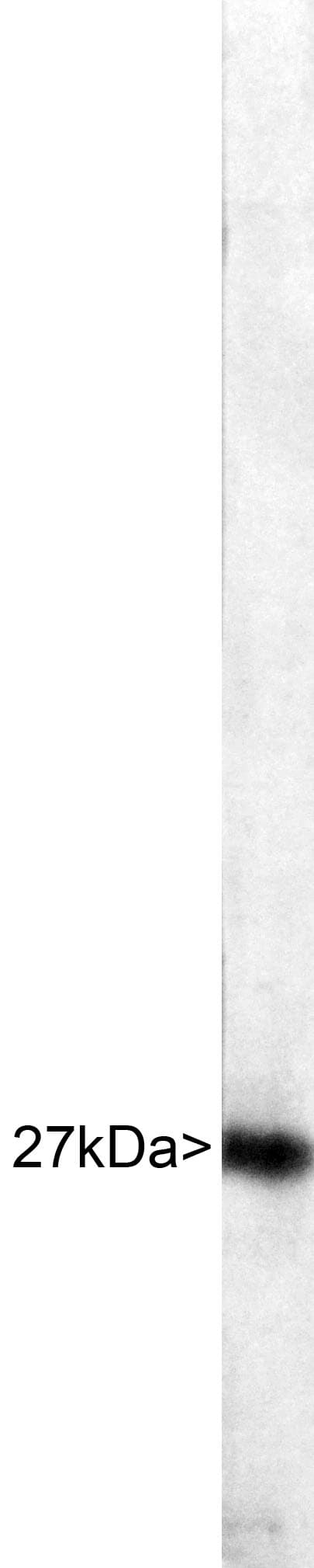 HSBP1 Antibody