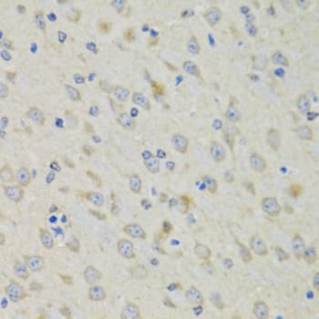 Polyclonal Rabbit anti-Human MRNP41 / RAE1 Antibody (IHC, IF, WB)