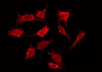 CDH19 / Cadherin 19 Antibody