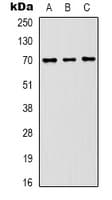 Monoclonal Mouse anti-Human HSPA8 / HSC70 Antibody (IHC, WB)
