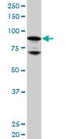 NR3C1/Glucocorticoid Receptor Antibody (clone 2C8)