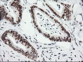 CRY2 Antibody (clone OTI1H5)