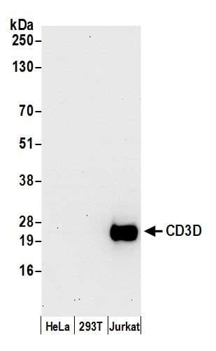 CD3D Antibody (aa121-171)