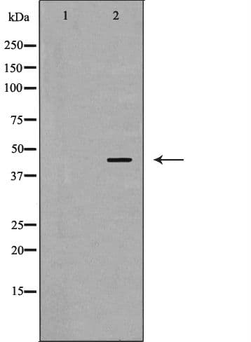 PSMC6 Antibody