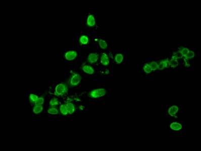 Polyclonal Rabbit anti-Human HIST1H3A Antibody (IF, WB)