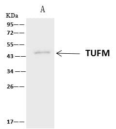 Polyclonal Rabbit anti-Human EFTU / TUFM Antibody (IHC, IF, WB)