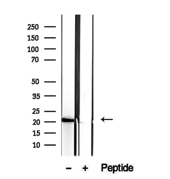 Cnpy2 / TMEM4 Antibody
