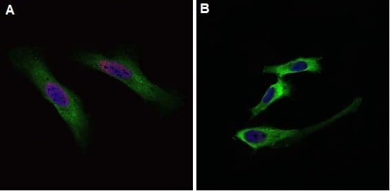 BrdU Antibody