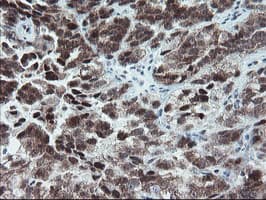 NUB1 Antibody (aa1-326, clone OTI4H2, Carrier-free)