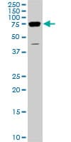 DDX3Y Antibody (clone 2D7)