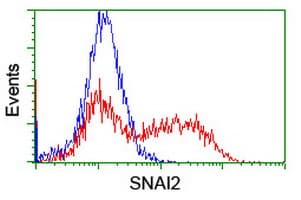 SNAI2 / SLUG Antibody (clone OTI2A6)