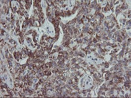 MRPS27 Antibody (clone OTI6E5)
