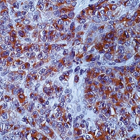CD63 Antibody (clone NK-1/C3)