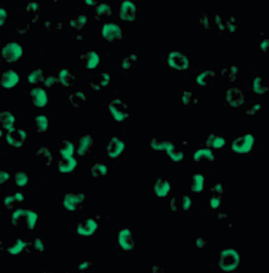 IHC-plus™ CASP9 / Caspase 9 Antibody