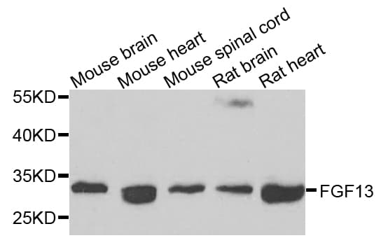 FGF13 Antibody