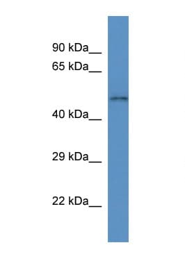 SLC35F3 Antibody (C-Terminus)