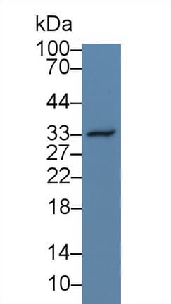 SPP1 / Osteopontin Antibody (aa18-314, PE)