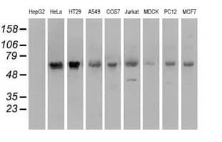 PMEL / SILV / gp100 Antibody (clone OTI8A4)