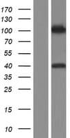 LEMD3 / MAN1 Protein (Over-Expression Lysate Myc-DDK (Flag))