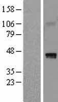 HAPLN1 Protein (Over-Expression Lysate Myc-DDK (Flag))