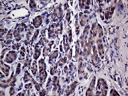 Monoclonal Mouse anti-Human HABP2 Antibody (clone OTI5H3, aa33-330, IHC, WB)
