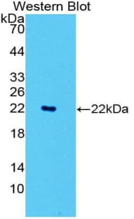 CD177 Antibody (aa133-301)
